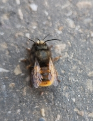 Osmia cornuta