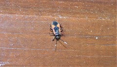 Delacampius lateralis