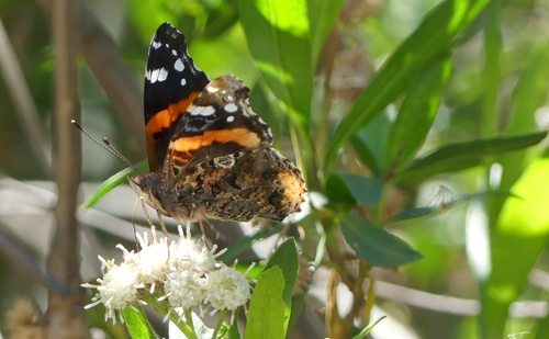 iNaturalist observation photo of Red Admiral