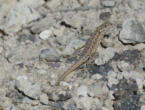 iNaturalist observation photo of Western Side-blotched Lizard