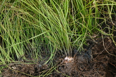 Isoetes howellii