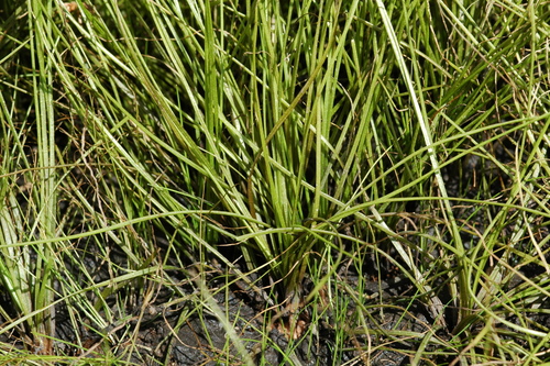 Image of Isoetes howellii by (c) Timothy McNitt, some rights reserved (CC BY)