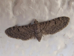 Eupithecia ultimaria