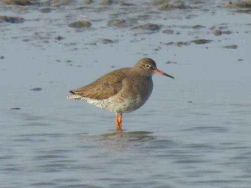 Archibebe común (Tringa totanus)