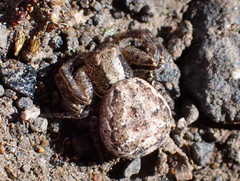 Xysticus verneaui