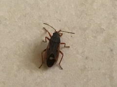 Cosmopleurus fulvipes