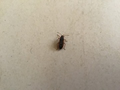 Cosmopleurus fulvipes