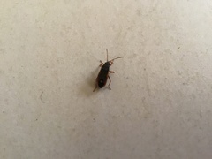 Cosmopleurus fulvipes