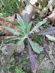 Centaurea cyanus