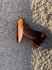 Anisota pellucida