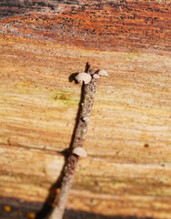 Marasmiellus affixus