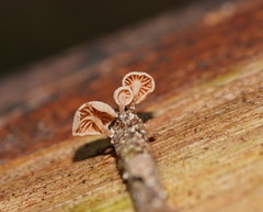 Marasmiellus affixus