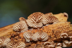 Marasmiellus affixus