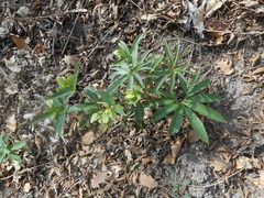 Helleborus viridis viridis