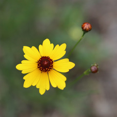 Coreopsis tinctoria tinctoria
