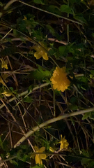 Kerria japonica