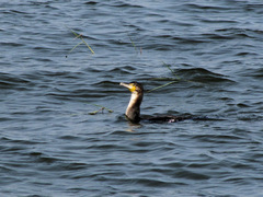 Phalacrocorax carbo