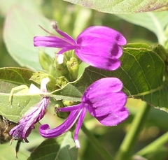 Hypoestes purpurea