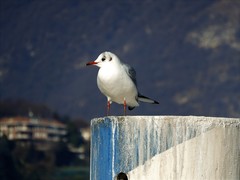 Chroicocephalus ridibundus