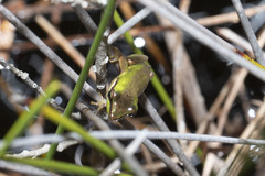 Litoria olongburensis