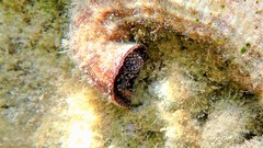 Thylacodes arenarius