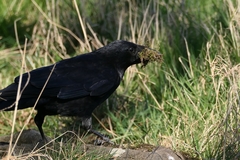 Corvus corone