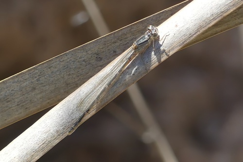 iNaturalist observation photo of Bluets