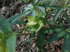 Helleborus viridis viridis