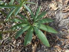 Helleborus viridis viridis