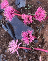 Haemanthus barkerae
