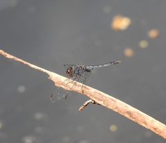 Indothemis
