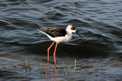 Himantopus himantopus