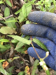 Persicaria praetermissa
