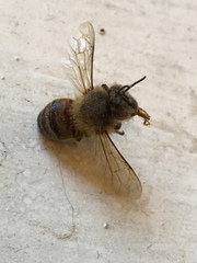 Apis mellifera