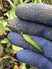 Persicaria praetermissa