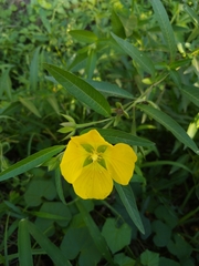 Ludwigia bonariensis