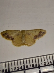 Idaea