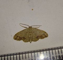 Idaea