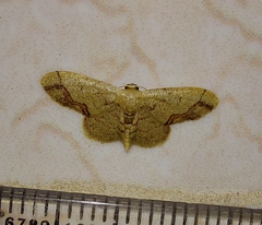 Idaea