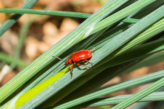 Lilioceris merdigera