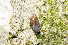 Ampullaceana balthica