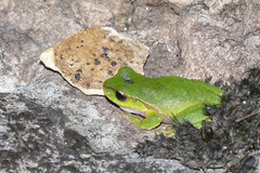 Ranoidea pearsoniana