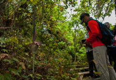 Amorphophallus hirtus