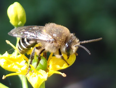 Colletes dimidiatus