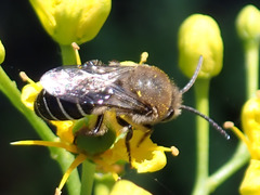 Colletes dimidiatus