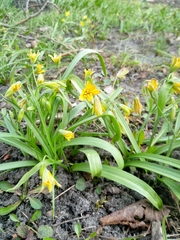 Gagea lutea
