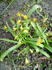 Gagea lutea
