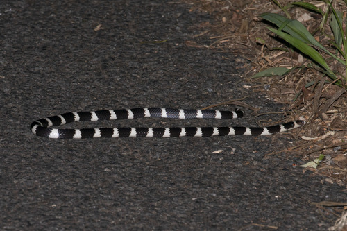 Eastern Bandy Bandy sighting