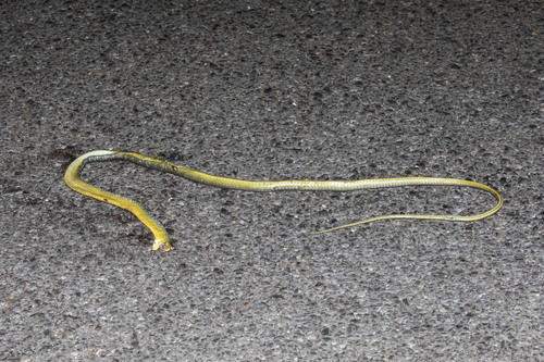 Common Tree Snake sighting