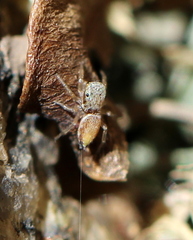 Salticidae